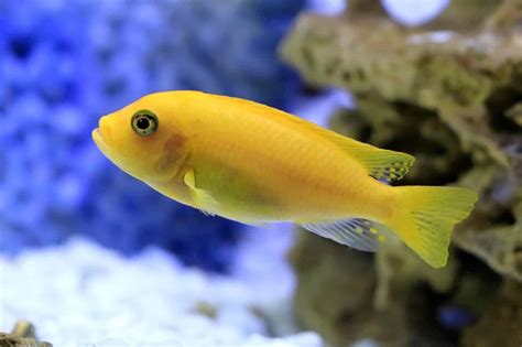 Cichlids: Care Guide & Species Profile | Fishkeeping World