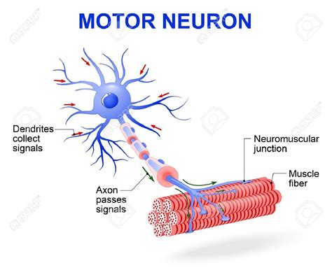 structure of motor neuron. Vector diagram. Include dendrites, cell body ...