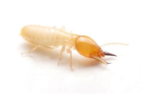 Subterranean Termites | Killroy Pest Control