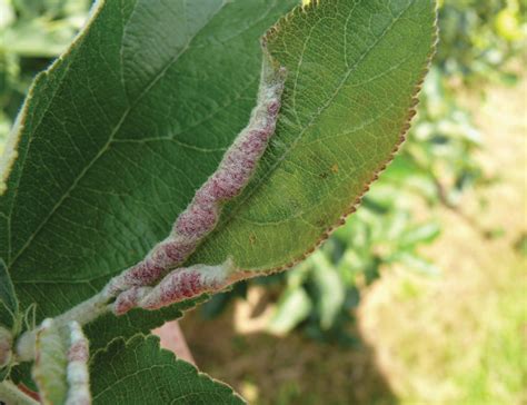 Apple leaf curling midge damage this season in NY and New England. July ...