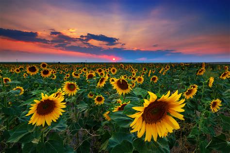 Download Nature Sunflower HD Wallpaper