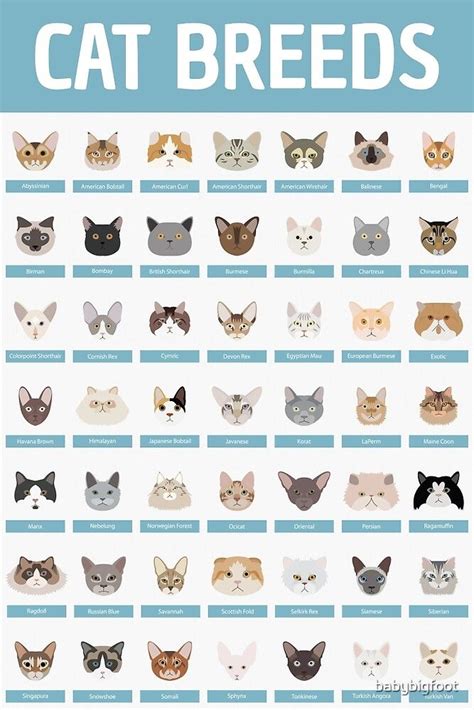 "Cat Breeds" by babybigfoot | Redbubble | Cat breeds, Cat facts, Cat ages