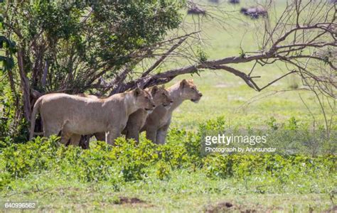 151 Kilimanjaro Lion Stock Photos, High-Res Pictures, and Images ...