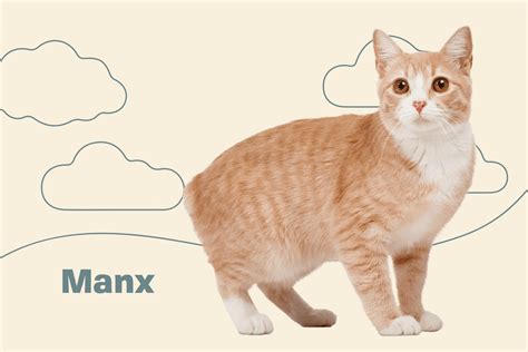 Orange Manx Cat With Tail