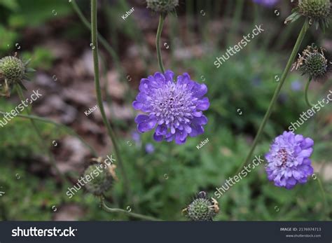 424 Scabiosa Butterfly Blue Stock Photos, Images & Photography ...