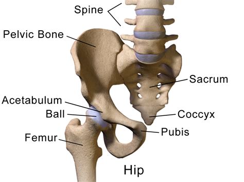 Solving the obstetrical dilemma: Study shows wide hips do not mean less ...