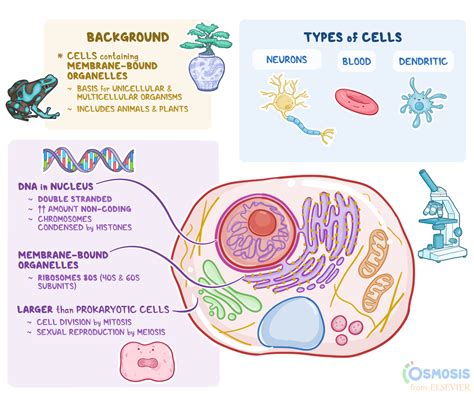 Eukaryotic And Prokaryotic Cells