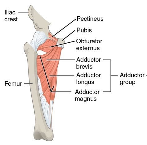 The Best Soccer Prehab Exercises For Injury Prevention – [𝗣]𝗥𝗲𝗵𝗮𝗯