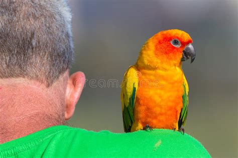 Bird Pet Man Shoulder editorial photo. Image of colors - 29381871