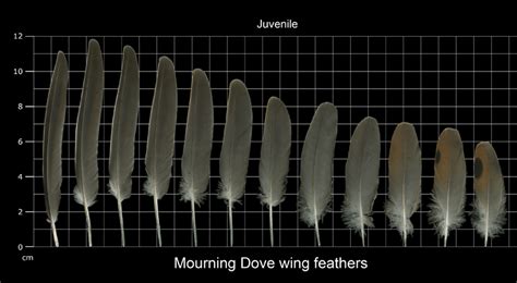 The Feather Atlas - Feather Identification and Scans - U.S. Fish and ...