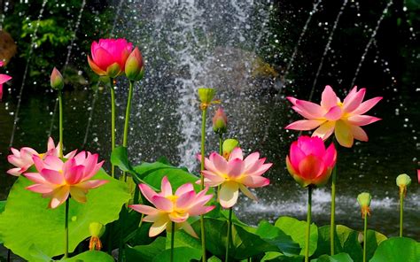 Beautiful lotus pond, pink flowers, green leaves #Beautiful #Lotus # ...