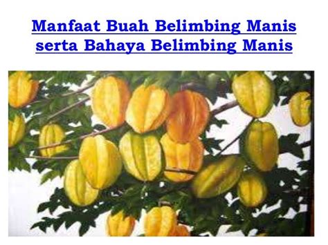 Manfaat buah belimbing manis serta bahaya belimbing manis AKPER PEMKA…