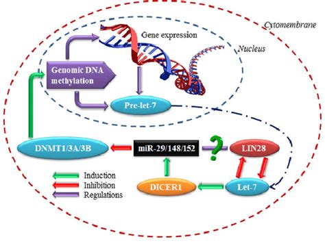 Methylation–miRNA regulatory loop. EpimiRNAs regulate whole gene ...