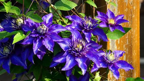 How and when to prune clematis | Pyracantha.co.uk