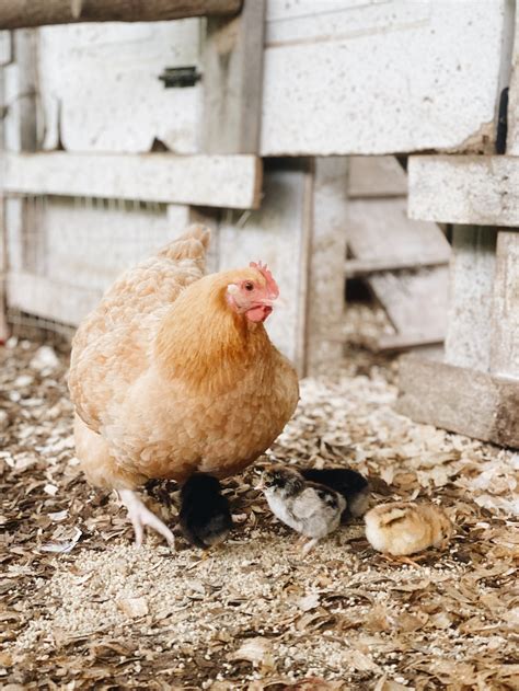 Broody Hen- Tips and what to expect - Azure Farm