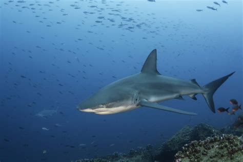 Galapagos Shark - A-Z Animals