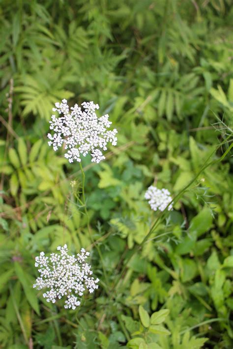 Queen Anne’s Lace Part I: Folklore and Identification – Herbal Academy