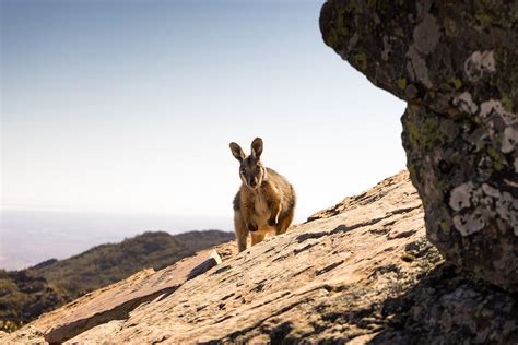 Australia Drops Food to Hungry Wallabies