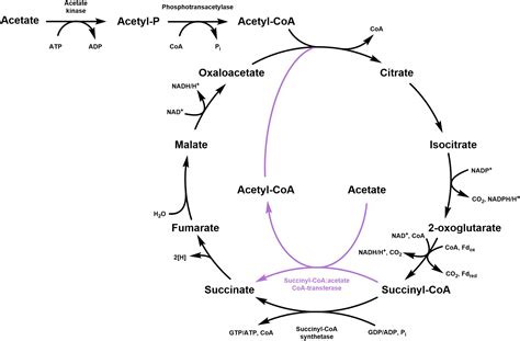 Frontiers | Succinyl-CoA:acetate CoA-transferase functioning in the ...