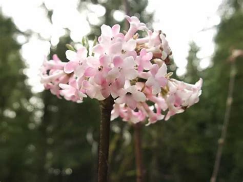 Viburnum bodnantense 'Pink Dawn', how to grow and care for a Pink ...