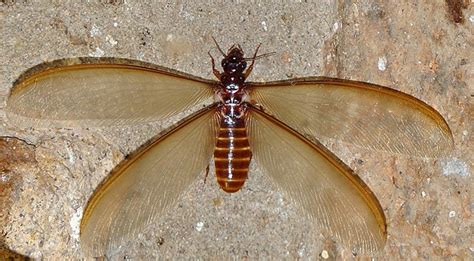 Spot the Difference: Flying Termite vs. Flying Ant | Blog - Dixon Pest