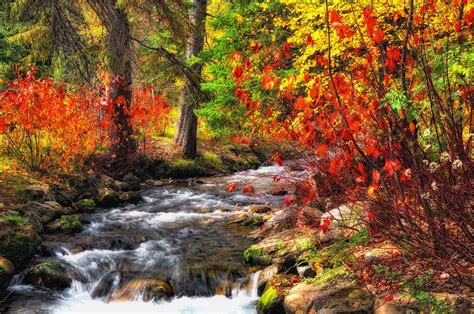 forest, River, Trees, Autumn, Nature Wallpapers HD / Desktop and Mobile ...