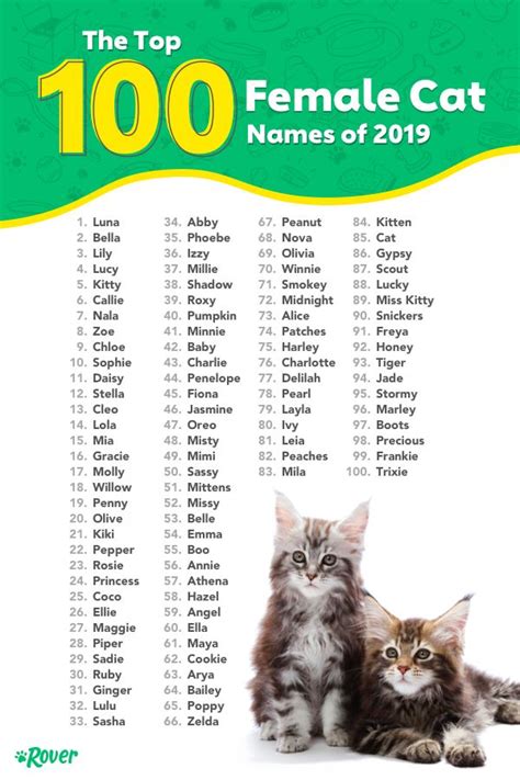 The Most Popular Cat Names in the USA | Nombres para gato macho ...