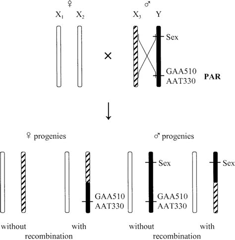 Schematic graph of recombination between the sex chromosomes ...