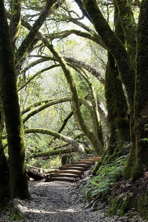 Hiking trail near Stinson Beach, California. 2017 | Stinson beach ...