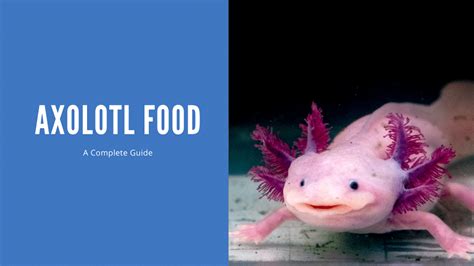 Axolotl Food Guide - Best natural and commercial Food options ...