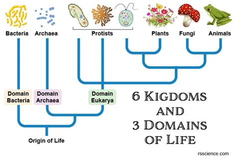 Archaea - Definition, Structure, Types & Extremophile Habitats - Rs ...