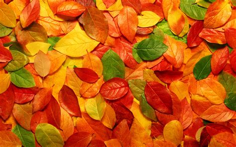 Autumn Leaves wallpaper | 2560x1600 | #70284