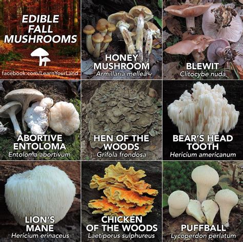 Fall mushrooms | Stuffed mushrooms, Edible mushrooms, Wild edibles