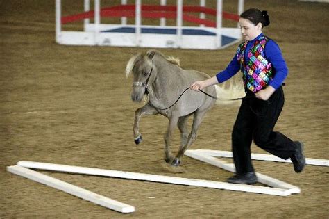 Great Southwest Equestrian Center to feature miniature horse show July ...