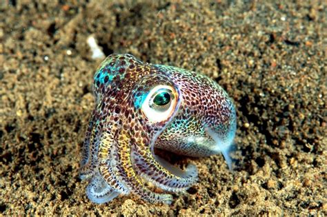 Bobtail squid - Alchetron, The Free Social Encyclopedia