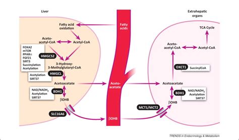 Ketone bodies as signaling metabolites: Trends in Endocrinology ...