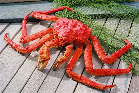 Alaska King Crab - King Crab Facts - Captain Jack's Seafood Locker