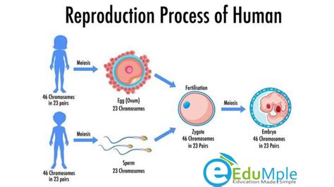 Education Chart Of Biology For Reproduction In Plant Diagram Stock - Riset