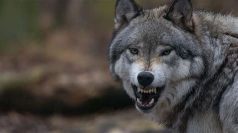 Animal Wolf With Angry Face 4K 5K HD Animals Wallpapers | HD Wallpapers ...