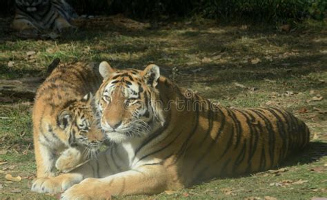 Siberian Tiger Mother and Cub Togetherness Stock Image - Image of ...