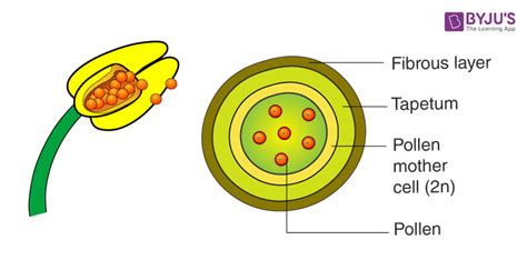 Where Are Pollen Grains Produced - BYJU'S NEET