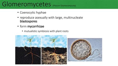 Glomeromycetes 1 Phylum Glomeromycota Endomycorrhizal fungi - ppt download