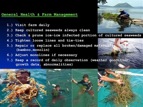 PPT - SEAWEED FARMING PowerPoint Presentation, free download - ID:1159233