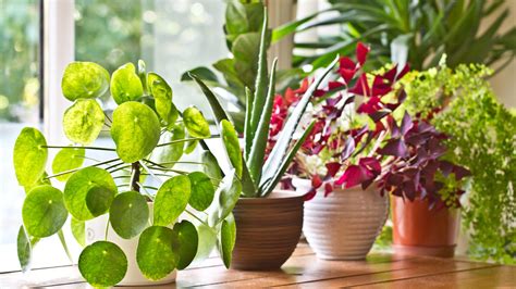 26 Best Indoor Plants for Your Home