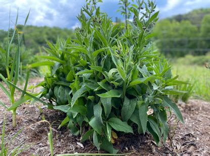 Comfrey Root Cuttings – Perma Pastures Farm