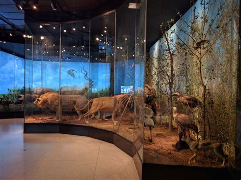 Houston Museum of Natural Science - Houston, TX - Kid friendly acti ...