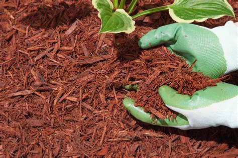 Is Dyed Mulch Safe to Use? Here's One Type OK to Handle