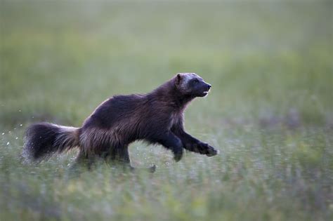 Best Of Black Baby Wolverine Animal images