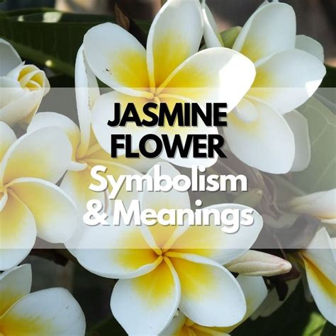 Jasmine Flower: Symbolism, Meanings, and History - Symbol Genie