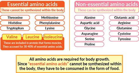 BCAA Benefits: A Review of Branched-Chain Amino Acids – FitOlympia